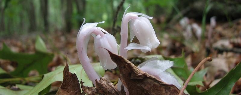 2009-06-20_backyard_indian_pipe 064_crop.jpg